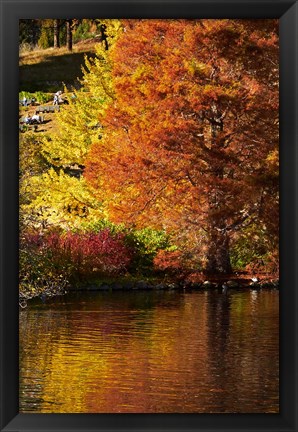 Framed Autumn colour in pond, Botanic Gardens, Dunedin, Otago, South Island, New Zealand Print