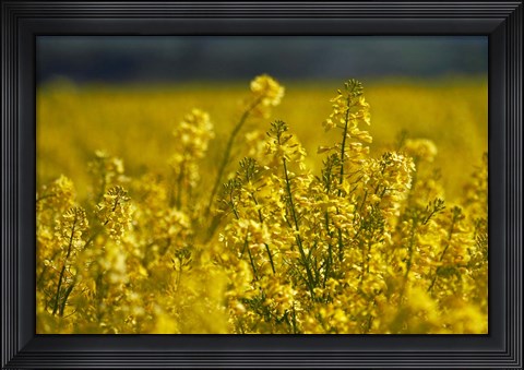 Framed Rapeseed Agriculture, South Canterbury, New Zealand Print