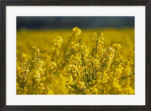 Framed Rapeseed Agriculture, South Canterbury, New Zealand Print