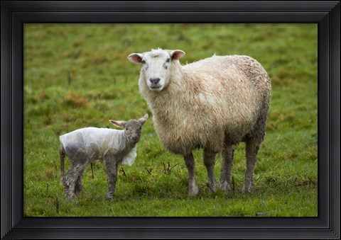 Framed Sheep and lamb, Taieri Plains, Otago, New Zealand Print