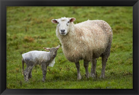 Framed Sheep and lamb, Taieri Plains, Otago, New Zealand Print