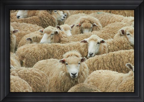 Framed Sheep, Catlins, South Otago, South Island, New Zealand Print