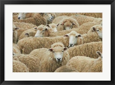Framed Sheep, Catlins, South Otago, South Island, New Zealand Print
