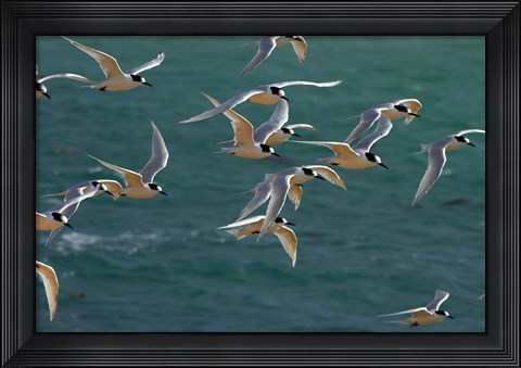 Framed White-fronted Terns, Aramoana, Dunedin, Otago, New Zealand Print