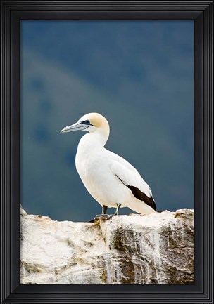 Framed New Zealand, Australasian gannet tropical bird Print