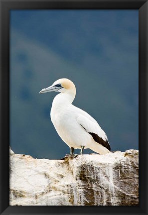 Framed New Zealand, Australasian gannet tropical bird Print