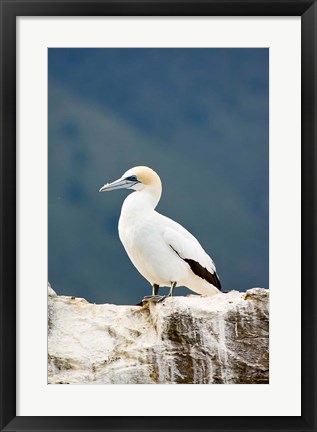 Framed New Zealand, Australasian gannet tropical bird Print