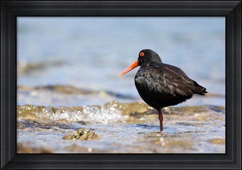Framed New Zealand, Oystercatcher tropical bird Print