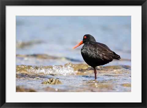 Framed New Zealand, Oystercatcher tropical bird Print