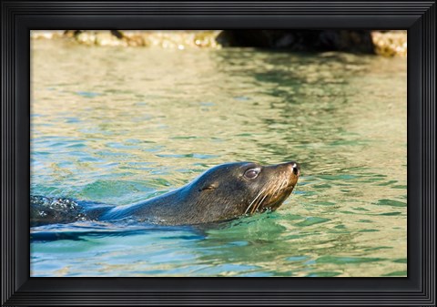Framed New Zealand, South Island, Marlborough, Fur Seal Print