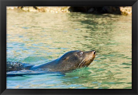 Framed New Zealand, South Island, Marlborough, Fur Seal Print