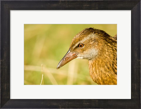 Framed New Zealand, South Island, Marlborough, Weka bird Print
