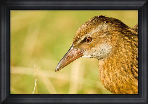 Framed New Zealand, South Island, Marlborough, Weka bird Print