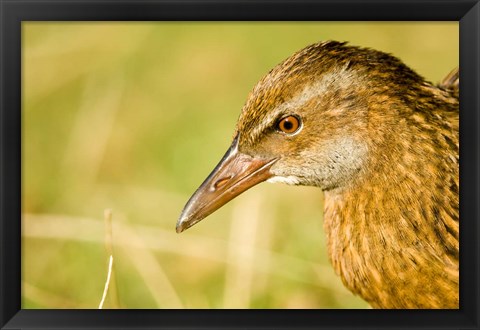 Framed New Zealand, South Island, Marlborough, Weka bird Print