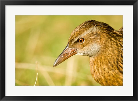 Framed New Zealand, South Island, Marlborough, Weka bird Print