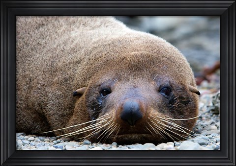 Framed New Zealand, South Island, Kaikoura Coast, Fur Seal Print