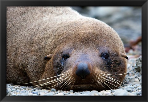 Framed New Zealand, South Island, Kaikoura Coast, Fur Seal Print