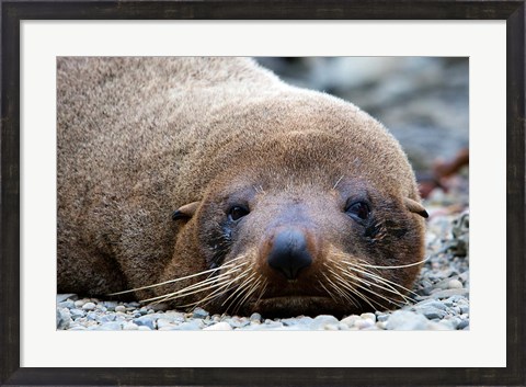Framed New Zealand, South Island, Kaikoura Coast, Fur Seal Print