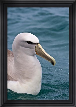 Framed New Zealand, South Island, Salvin&#39;s Albatross Print