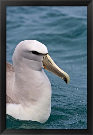 Framed New Zealand, South Island, Salvin&#39;s Albatross Print