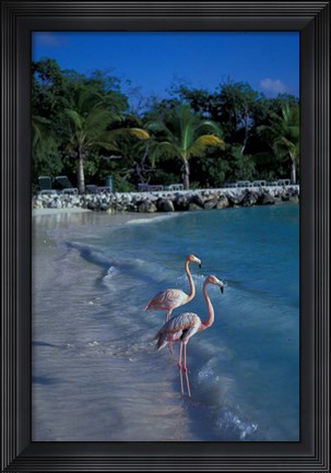 Framed Sonesta Island,  Aruba, Caribbean Print