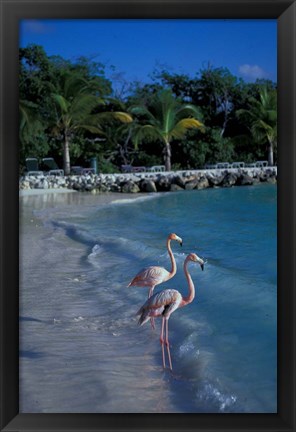 Framed Sonesta Island,  Aruba, Caribbean Print