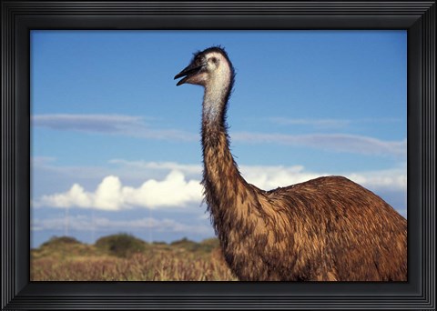 Framed Australia, Emu, flightless bird Print