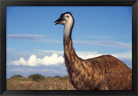 Framed Australia, Emu, flightless bird Print