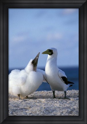 Framed Australia, Coringa Island, Masked Booby birds Print