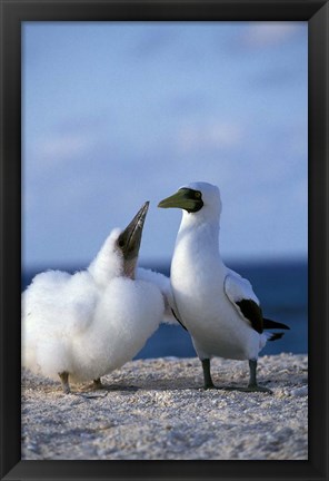Framed Australia, Coringa Island, Masked Booby birds Print