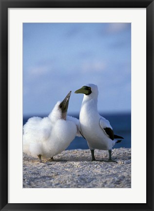 Framed Australia, Coringa Island, Masked Booby birds Print