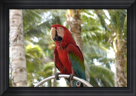 Framed Parrot at Radisson Resort, Palm Beach, Aruba, Caribbean Print