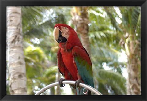 Framed Parrot at Radisson Resort, Palm Beach, Aruba, Caribbean Print