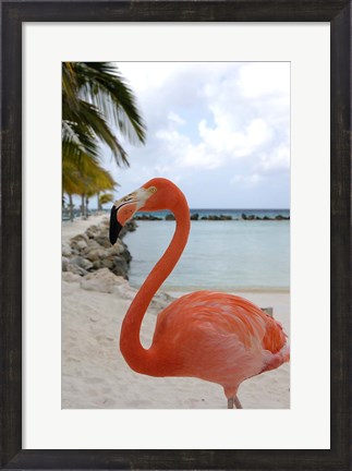 Framed Pink Flamingo on Renaissance Island, Aruba, Caribbean Print