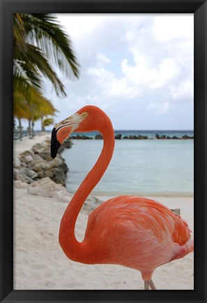 Framed Pink Flamingo on Renaissance Island, Aruba, Caribbean Print