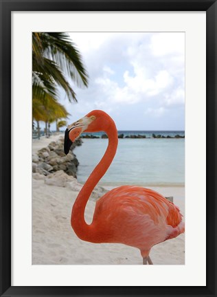 Framed Pink Flamingo on Renaissance Island, Aruba, Caribbean Print