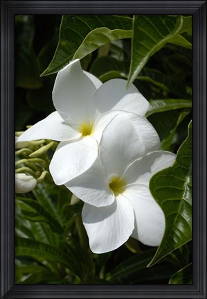 Framed White Flowers on Palm Beach, Aruba Print