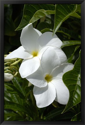 Framed White Flowers on Palm Beach, Aruba Print