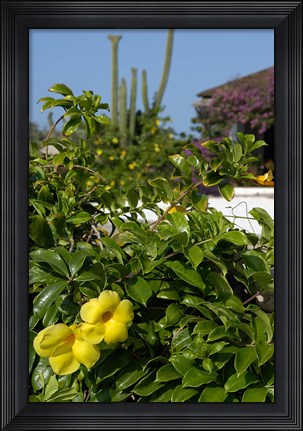 Framed Yellow Flowers, Cacti and Home, Aruba, Caribbean Print