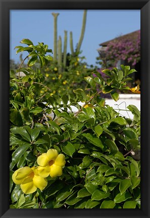 Framed Yellow Flowers, Cacti and Home, Aruba, Caribbean Print