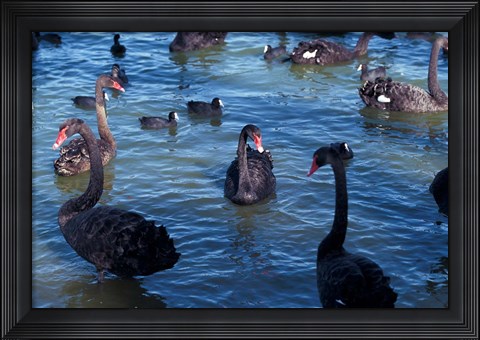 Framed Australia, Perth, Bibra Lake Black Swans Print