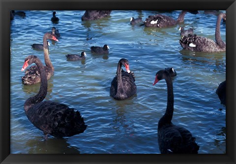 Framed Australia, Perth, Bibra Lake Black Swans Print