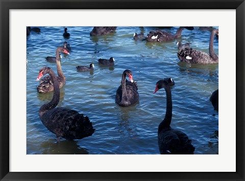 Framed Australia, Perth, Bibra Lake Black Swans Print