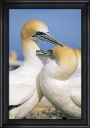 Framed Pair of Gannet tropical birds, Cape Kidnappers New Zealand Print