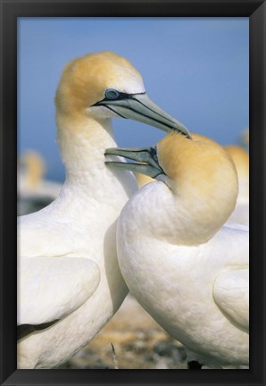 Framed Pair of Gannet tropical birds, Cape Kidnappers New Zealand Print