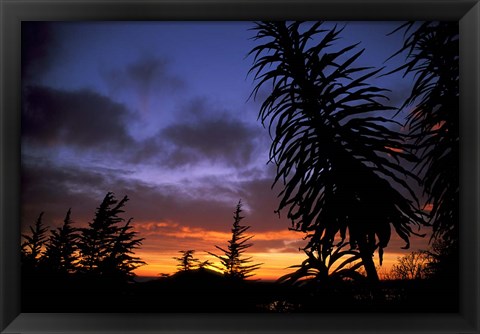 Framed Dunedin, South Island, New Zealand, Trees and sunset Print