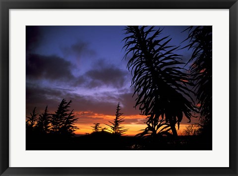 Framed Dunedin, South Island, New Zealand, Trees and sunset Print