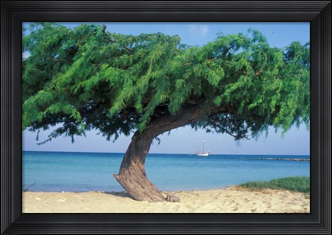 Framed Kwihi Tree,  Aruba, Caribbean Print