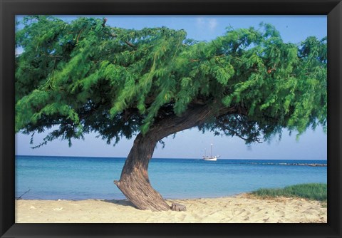 Framed Kwihi Tree,  Aruba, Caribbean Print