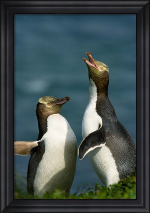 Framed Yellow-Eyed Penguin, Enderby Is, Auckland, New Zealand Print